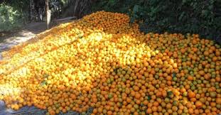 सुन्तला उत्पादनबाट पर्वतमा ६ करोड भित्रियो